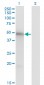 MKNK1 Antibody (monoclonal) (M08)