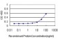 MKNK1 Antibody (monoclonal) (M08)