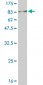 MKNK1 Antibody (monoclonal) (M14)