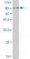 MKNK1 Antibody (monoclonal) (M14)