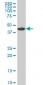 MKNK1 Antibody (monoclonal) (M14)