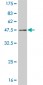 MKNK2 Antibody (monoclonal) (M04)