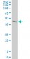 MKNK2 Antibody (monoclonal) (M04)