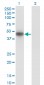 MKNK2 Antibody (monoclonal) (M04)