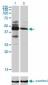 MKRN2 Antibody (monoclonal) (M01)