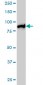 MLH1 Antibody (monoclonal) (M02)