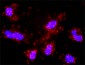 MLH1 Antibody (monoclonal) (M02)