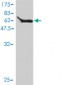 MOAP1 Antibody (monoclonal) (M01)