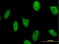 MPG Antibody (monoclonal) (M04)