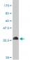 MPG Antibody (monoclonal) (M04)