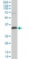 MPG Antibody (monoclonal) (M04)