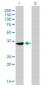 MPG Antibody (monoclonal) (M04)