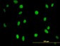 MPG Antibody (monoclonal) (M07)