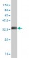 MPG Antibody (monoclonal) (M07)