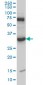 MPG Antibody (monoclonal) (M07)