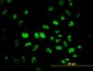 MPG Antibody (monoclonal) (M08)