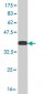 MPG Antibody (monoclonal) (M08)