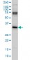 MPG Antibody (monoclonal) (M08)
