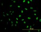 MPG Antibody (monoclonal) (M10)