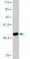 MPG Antibody (monoclonal) (M10)