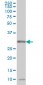 MPG Antibody (monoclonal) (M10)