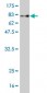 MPP1 Antibody (monoclonal) (M01)