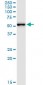 MPP1 Antibody (monoclonal) (M01)