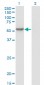 MPP1 Antibody (monoclonal) (M01)