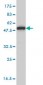 MPP1 Antibody (monoclonal) (M02)