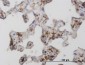 MRC1 Antibody (monoclonal) (M02)