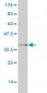 MRC2 Antibody (monoclonal) (M01)