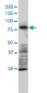 MRE11A Antibody (monoclonal) (M01)