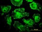 MRPL12 Antibody (monoclonal) (M01)