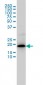 MRPL12 Antibody (monoclonal) (M01)