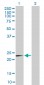 MRPL12 Antibody (monoclonal) (M01)