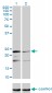 MRPL12 Antibody (monoclonal) (M01)