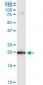 MRPS25 Antibody (monoclonal) (M01)