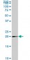 MRPS25 Antibody (monoclonal) (M01)