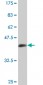 MRPS27 Antibody (monoclonal) (M14)