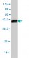 MRRF Antibody (monoclonal) (M01)