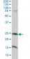 MRRF Antibody (monoclonal) (M01)