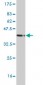 MSH5 Antibody (monoclonal) (M08)