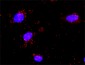 MSH6 Antibody (monoclonal) (M01)