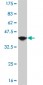 MSI1 Antibody (monoclonal) (M04)