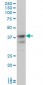 MSI1 Antibody (monoclonal) (M04)