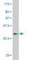 MSI1 Antibody (monoclonal) (M05)