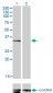 MSI2 Antibody (monoclonal) (M08)