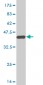 MSR1 Antibody (monoclonal) (M01)