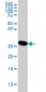 MTAP Antibody (monoclonal) (M01)