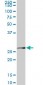 MTAP Antibody (monoclonal) (M01)
